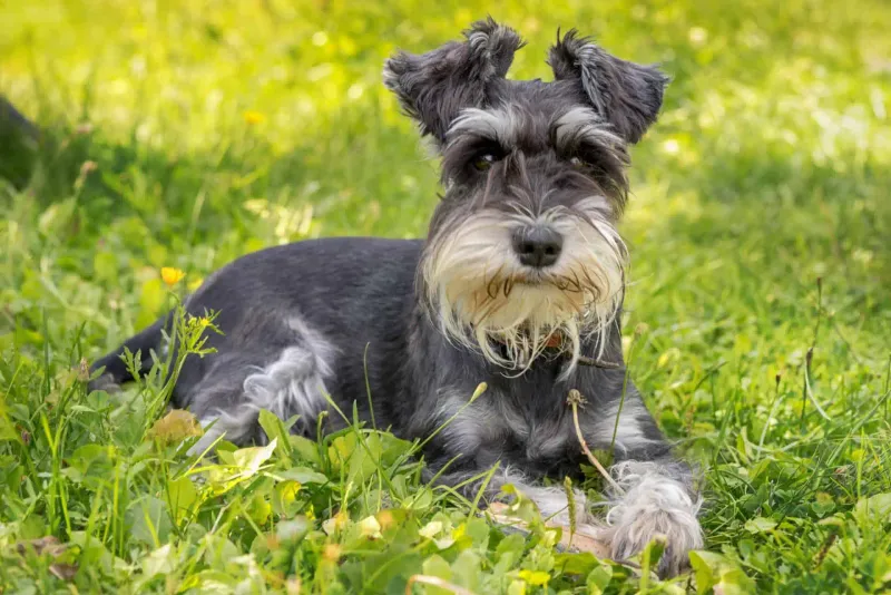 Miniature Schnauzer