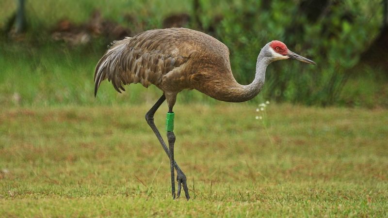 Mississippi Sandhill Crane