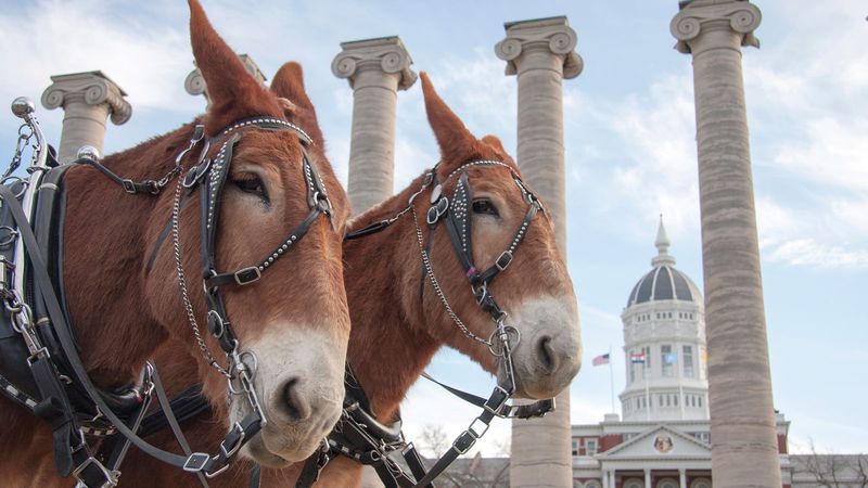 Missouri Mule