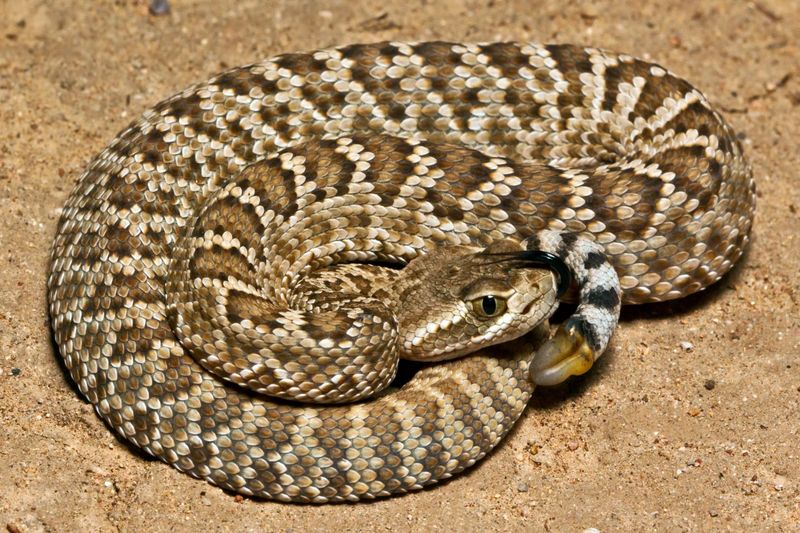 Mojave Rattlesnake