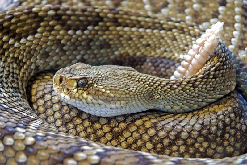 Mojave Rattlesnake