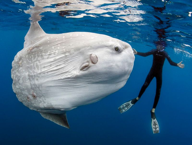 Mola Mola