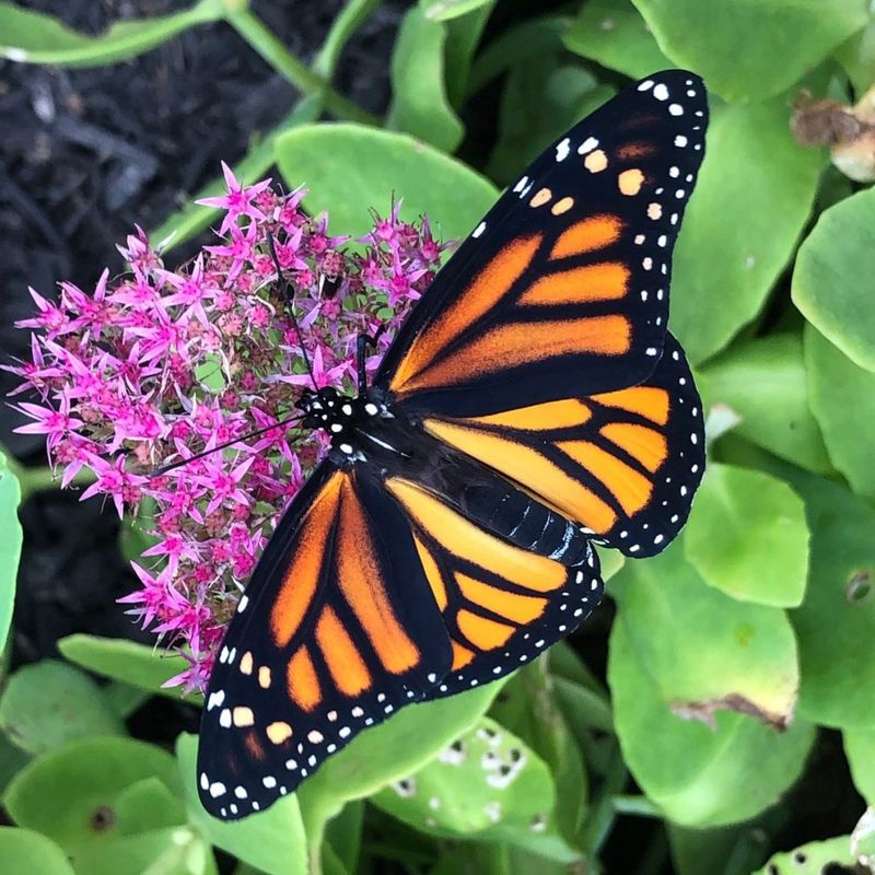 Monarch Butterfly