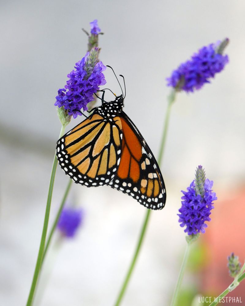 Monarch Butterfly