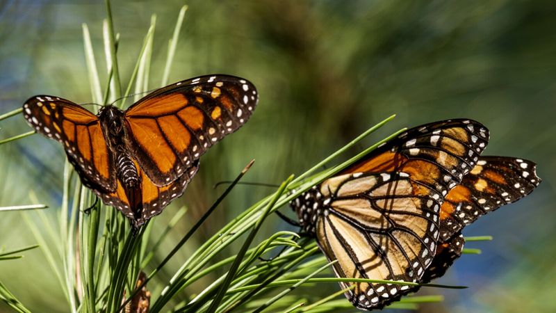 Monarch Butterfly