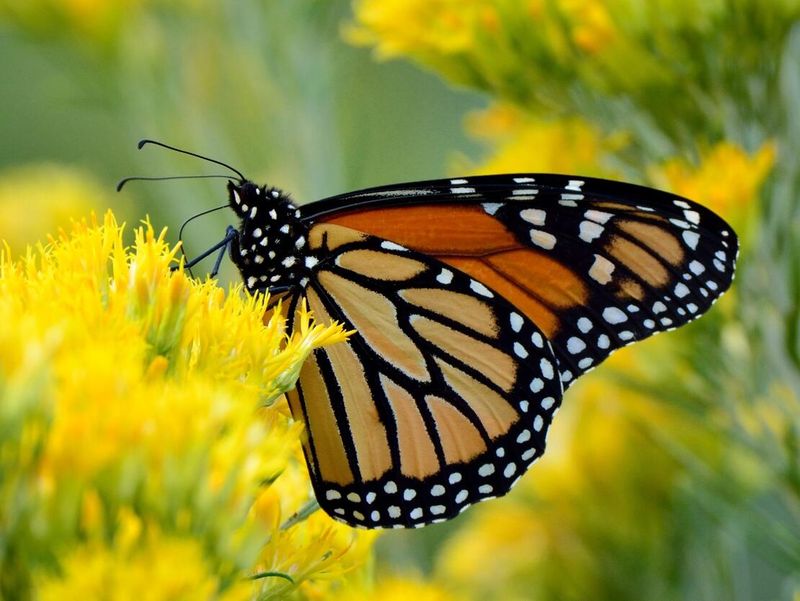 Monarch Butterfly