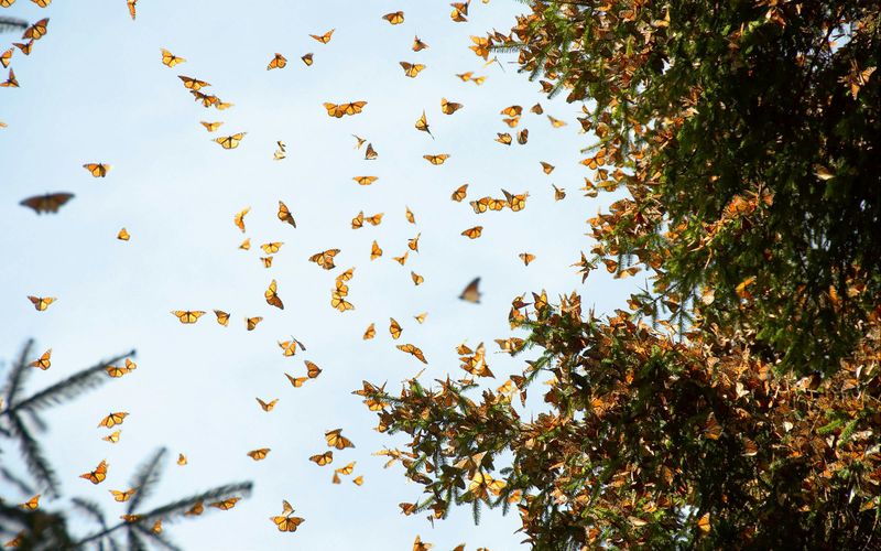 Monarch Butterfly Migration