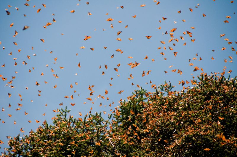 Monarch Butterfly Migration