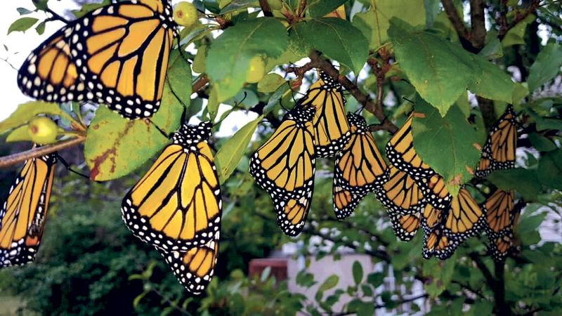 Monarch Butterfly Migration Disruption