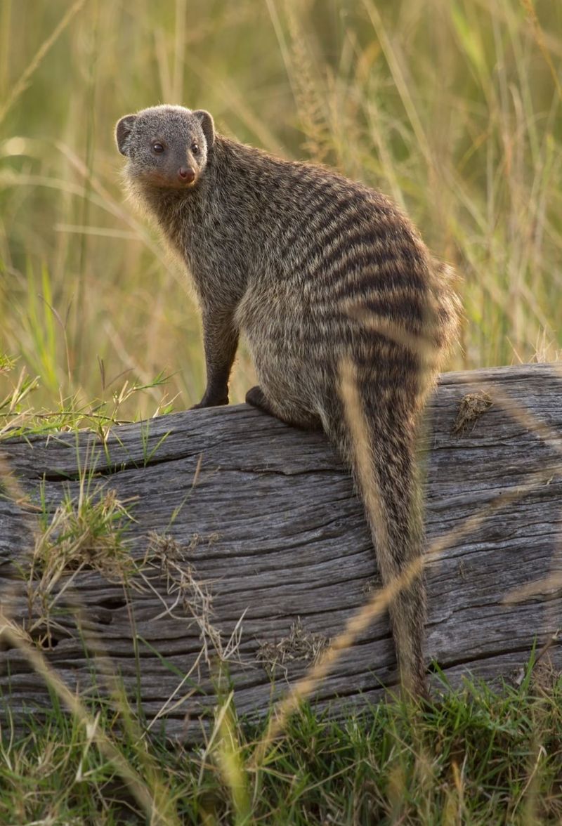 Mongoose