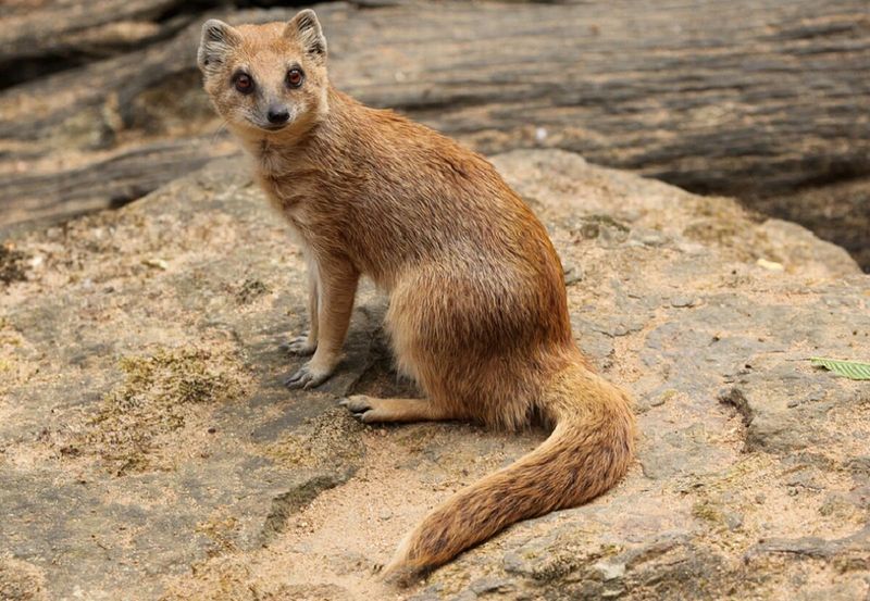 Mongoose