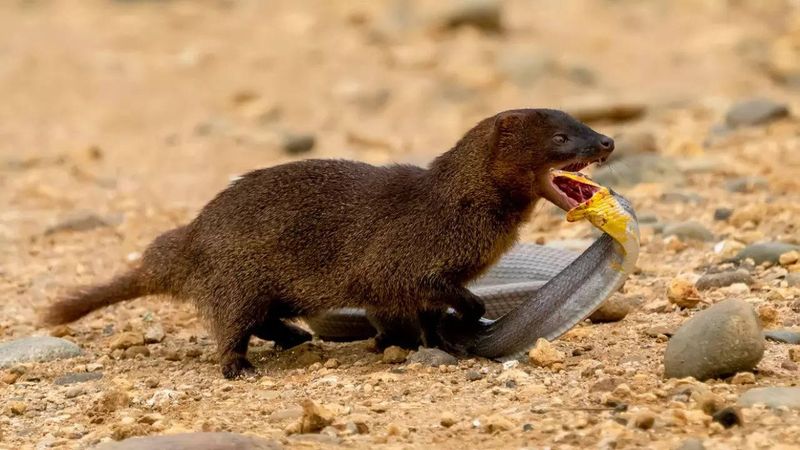 Mongooses