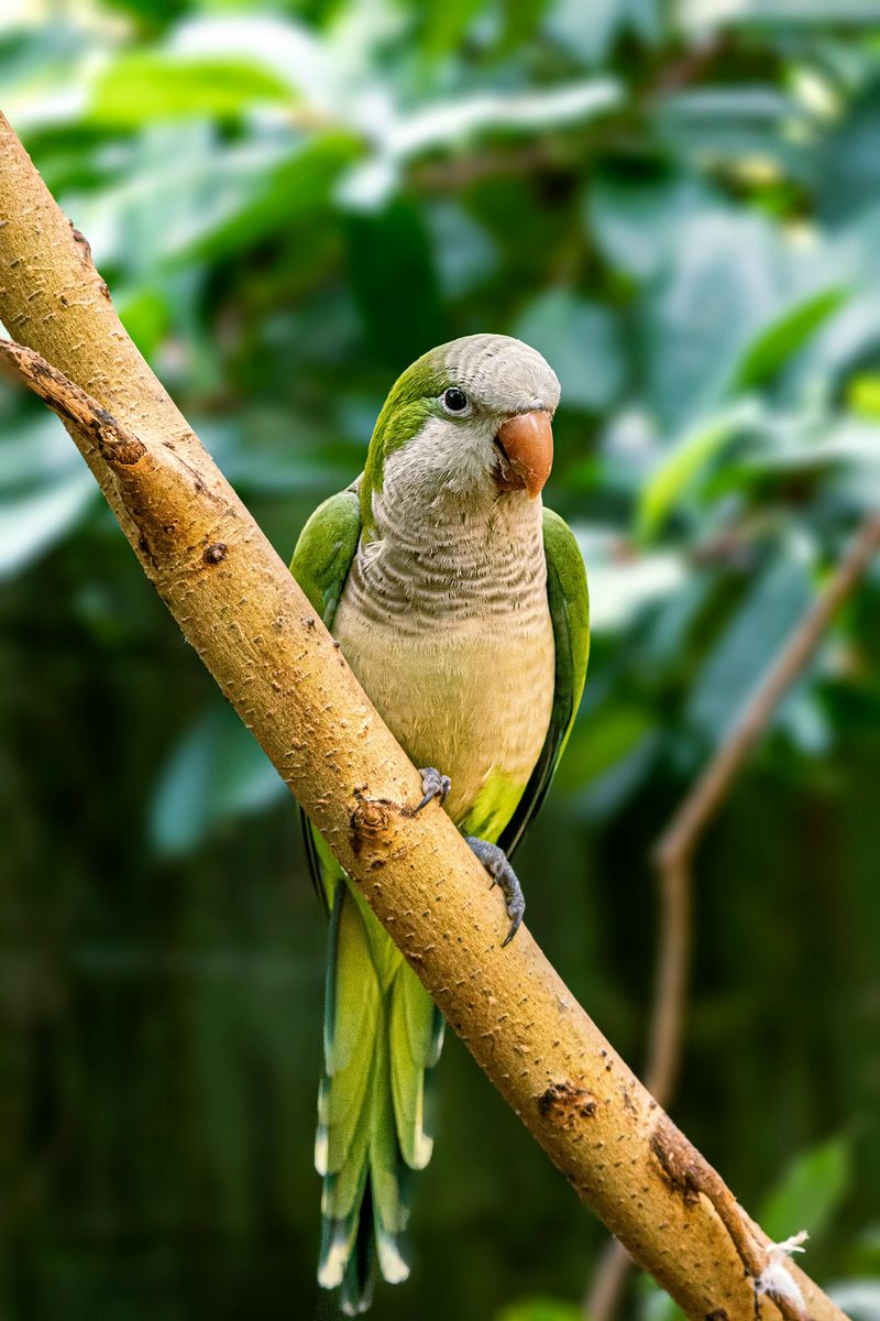 Monk Parakeet