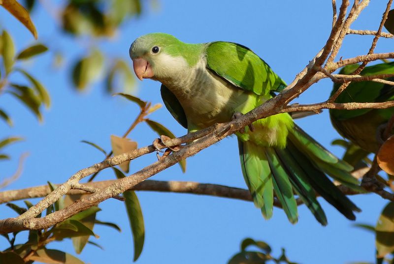 Monk Parakeets