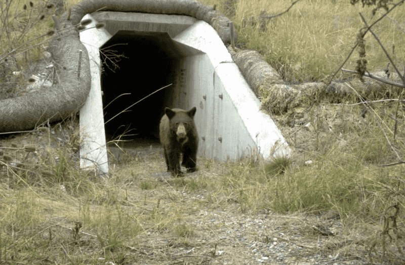 Montana's Grizzly Bear Corridors