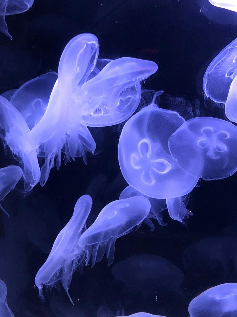 Moon Jellyfish