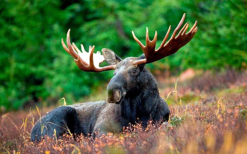 Moose