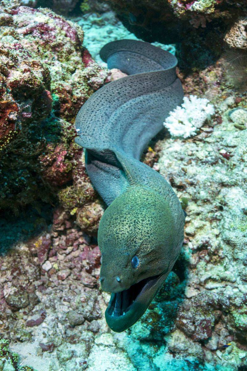 Moray Eel