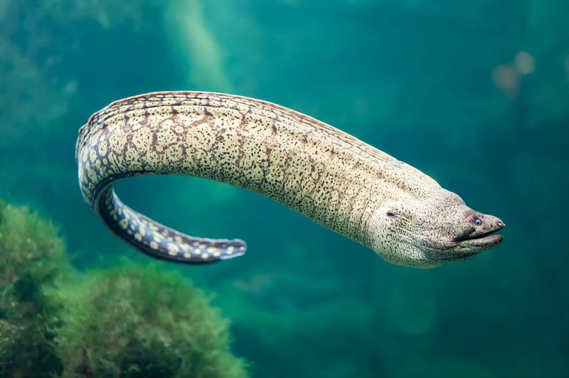 Moray Eel