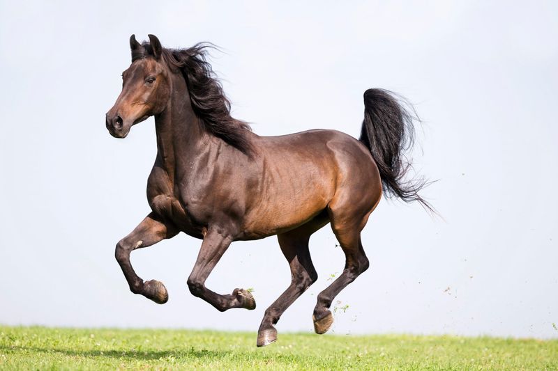 Morgan Horse