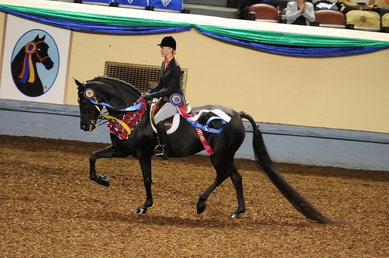 Morgan Horse