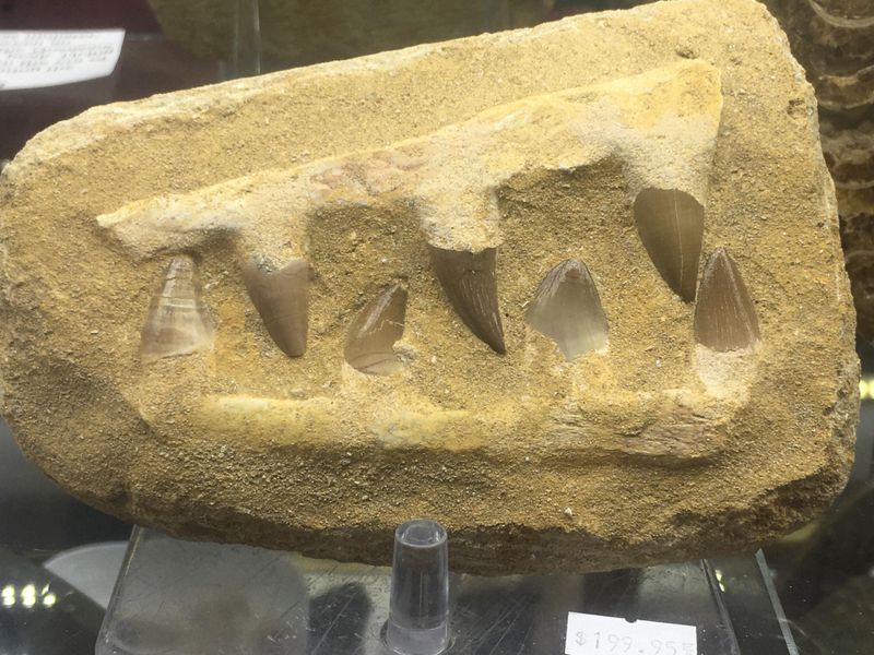 Mosasaur Jaw