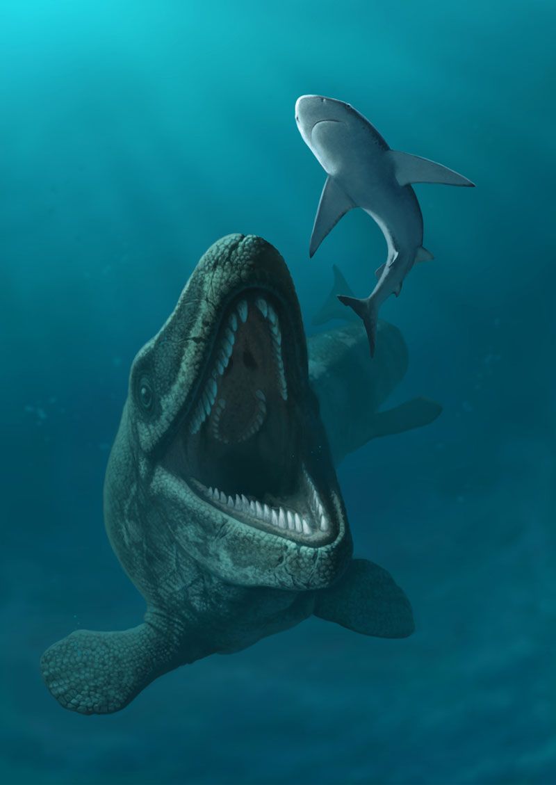 Mosasaurus