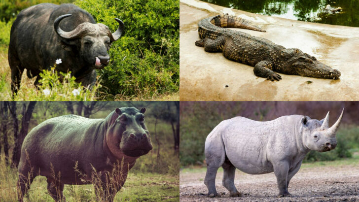 The 26 Most Aggressive Animals You Never Want to Cross