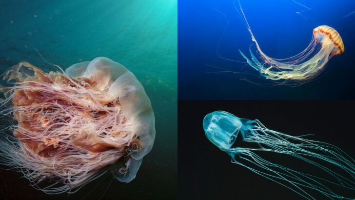 Most Deadly Jellyfish on the Planet