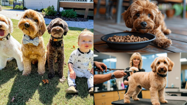 The 12 Most Important Labradoodle Characteristics and Care Tips