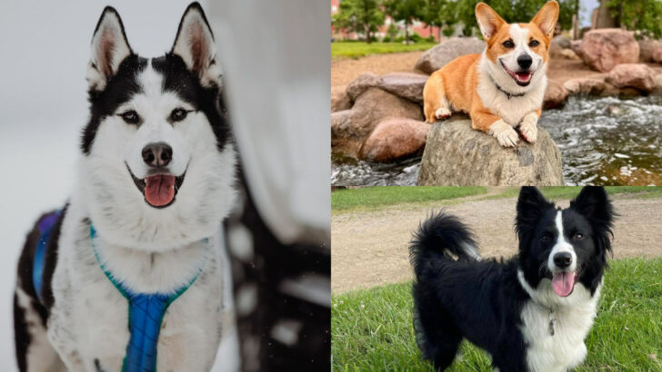 23 Most Playful Dog Breeds That Never Outgrow Puppyhood