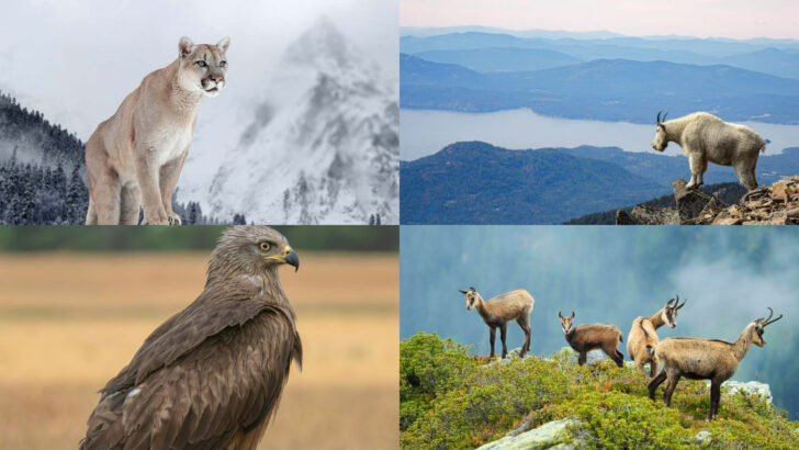 21 Mountain Animals That Conquer Peaks Humans Can Barely Climb