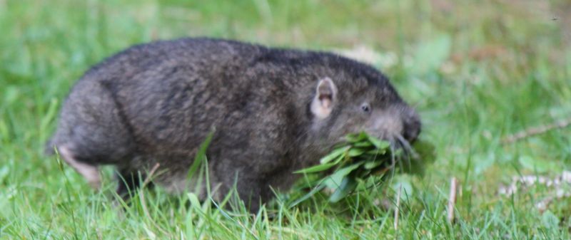 Mountain Beaver