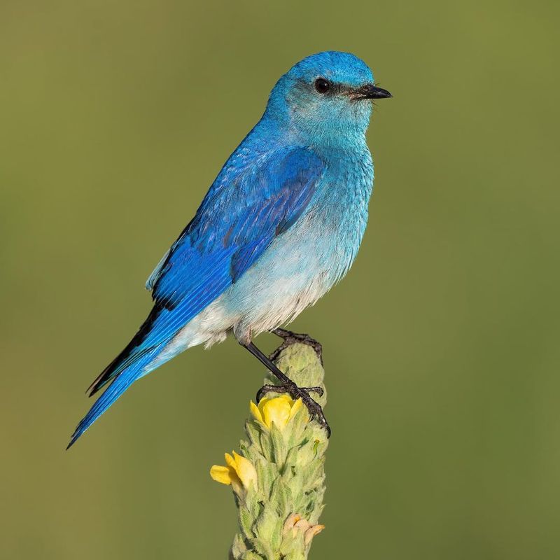 Mountain Bluebird