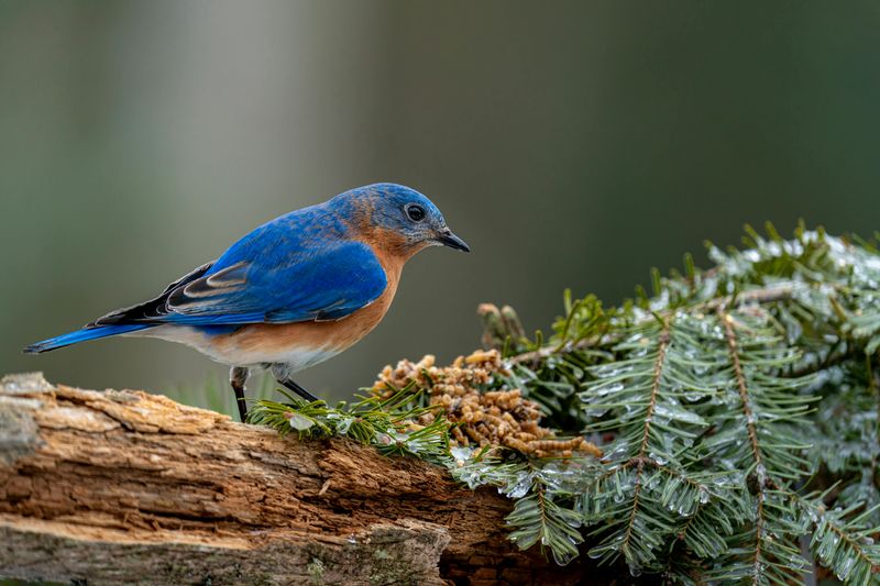 Mountain Bluebird