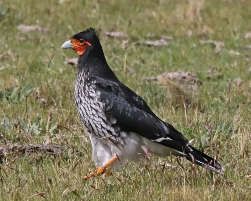 Mountain Caracara