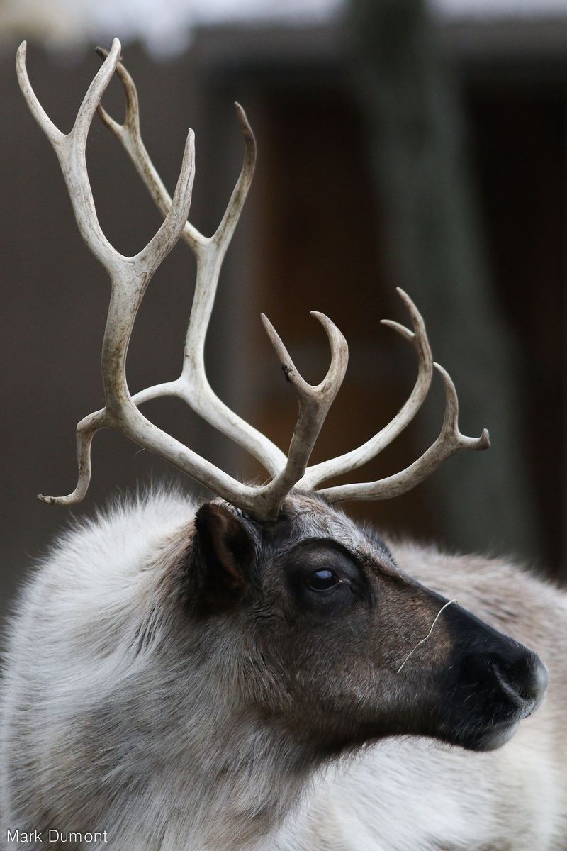 Mountain Caribou