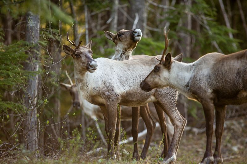 Mountain Caribou