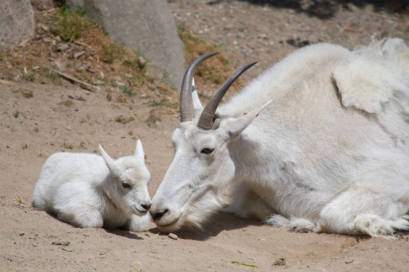 Mountain Goat