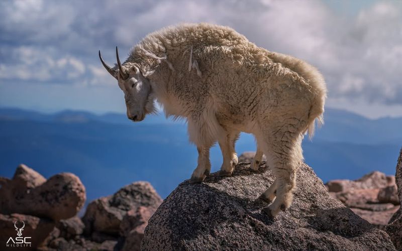 Mountain Goat