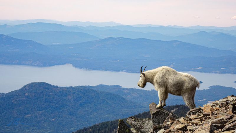 Mountain Goat