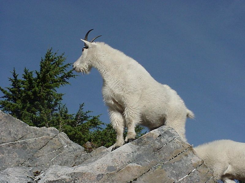 Mountain Goat