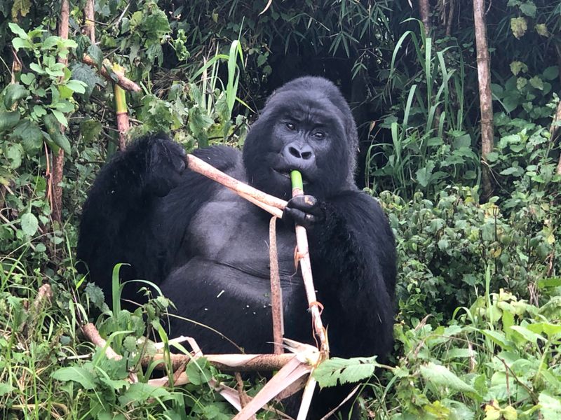 Mountain Gorilla