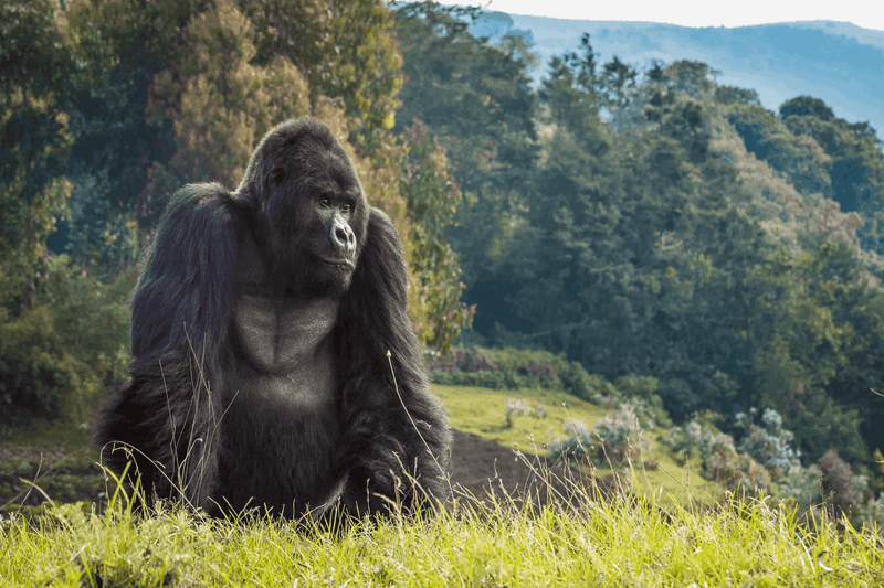 Mountain Gorilla