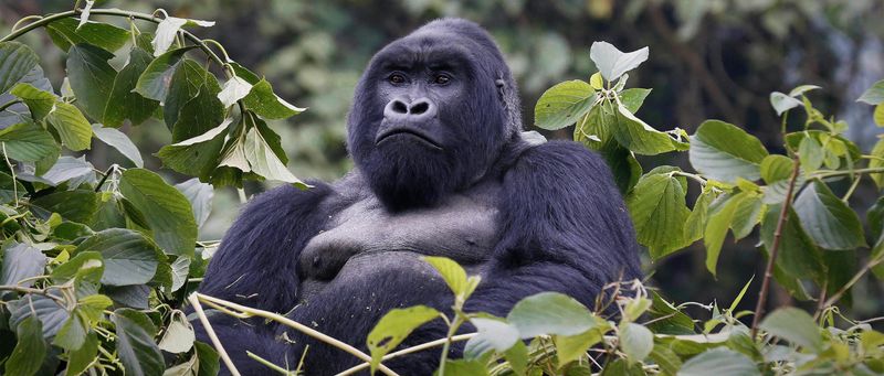 Mountain Gorilla