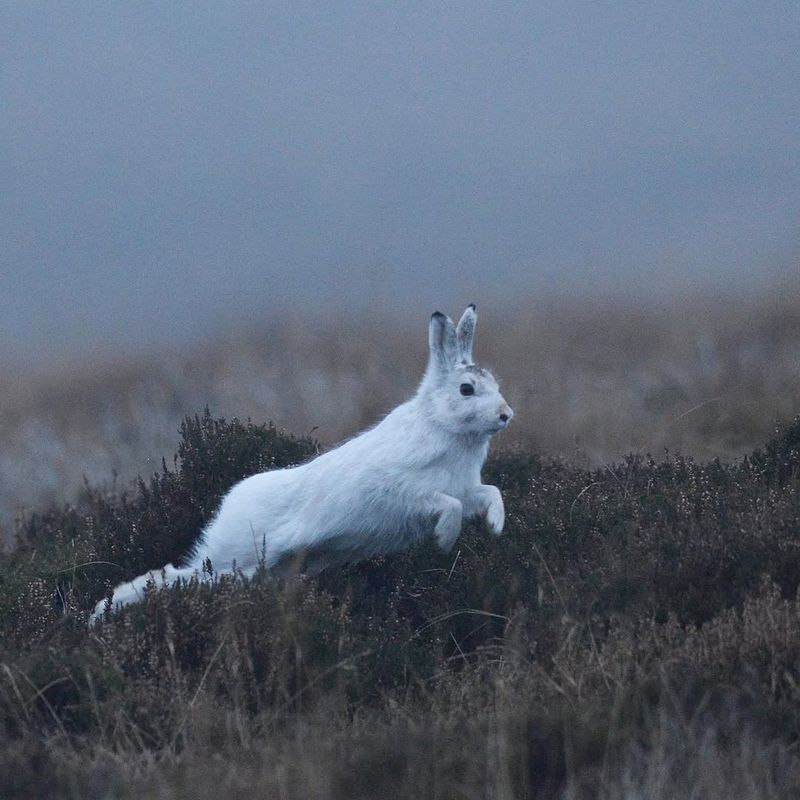 Mountain Hare