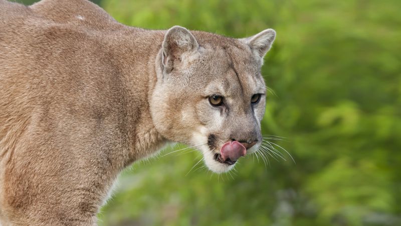 Mountain Lion