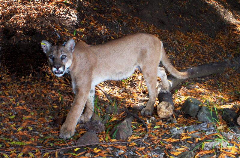 Mountain Lion