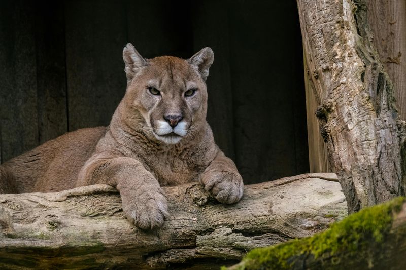 Mountain Lion