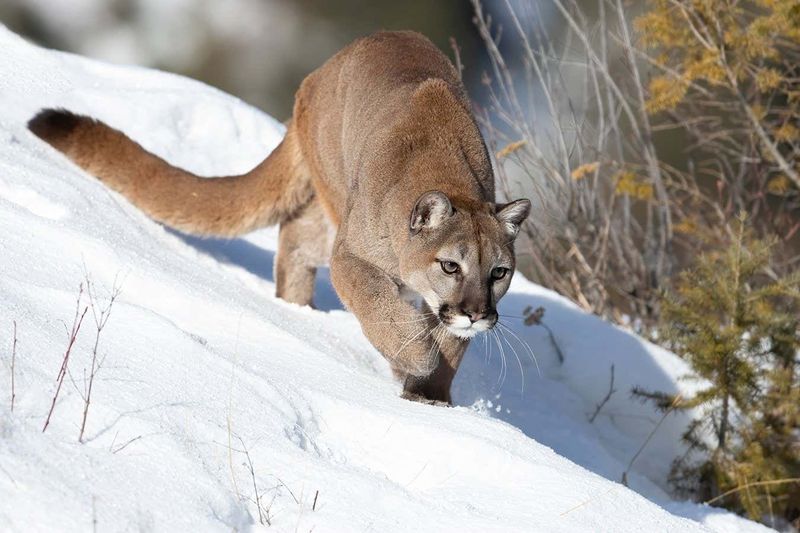 Mountain Lion